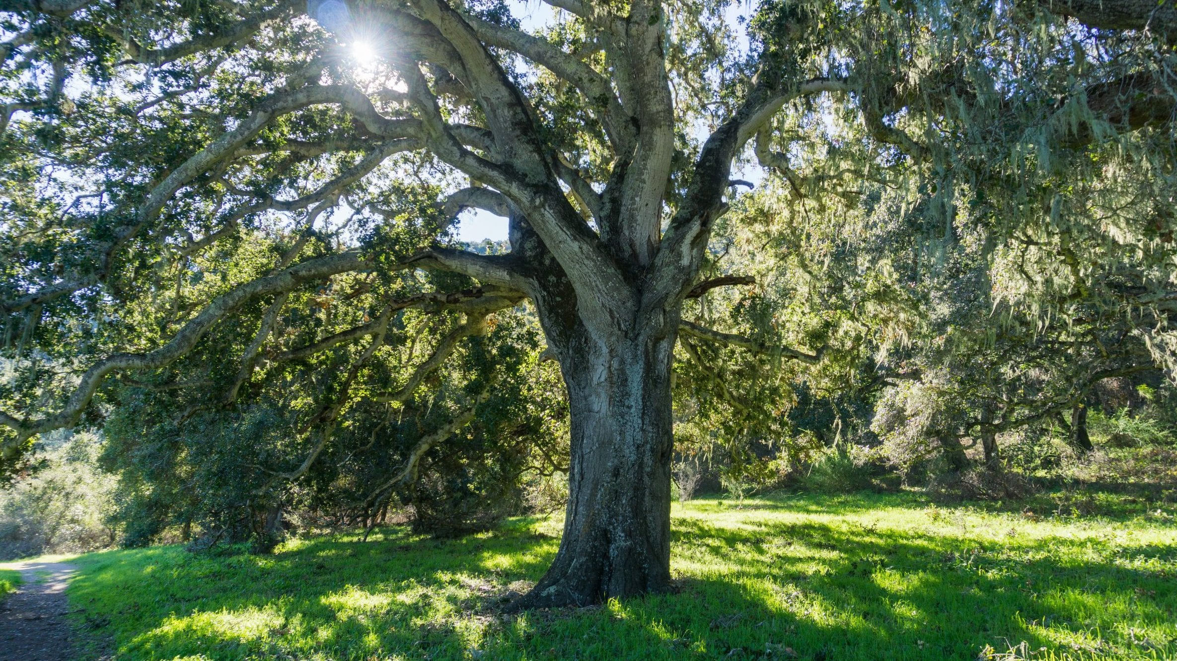 Large oak tree