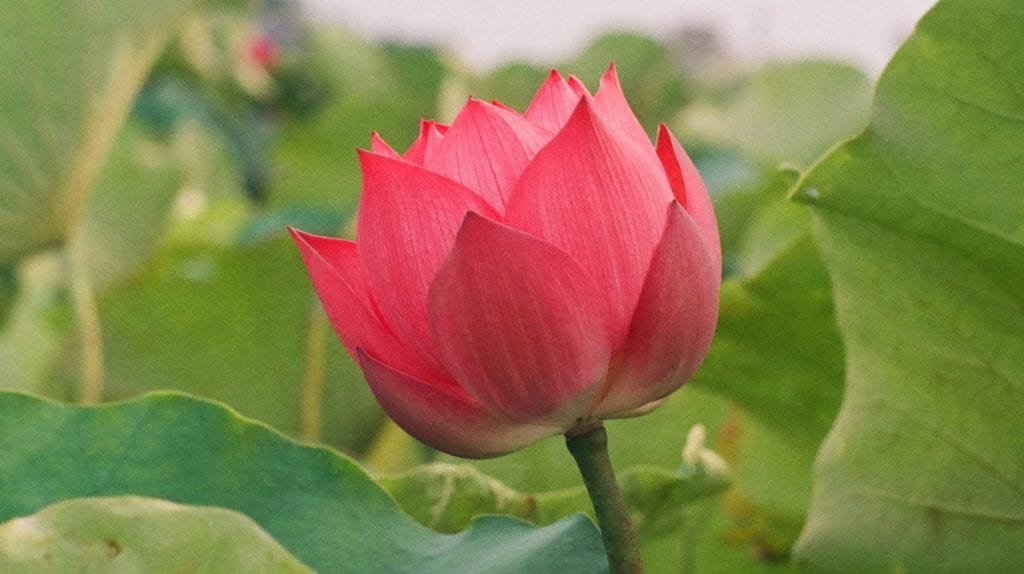 red lotus flower